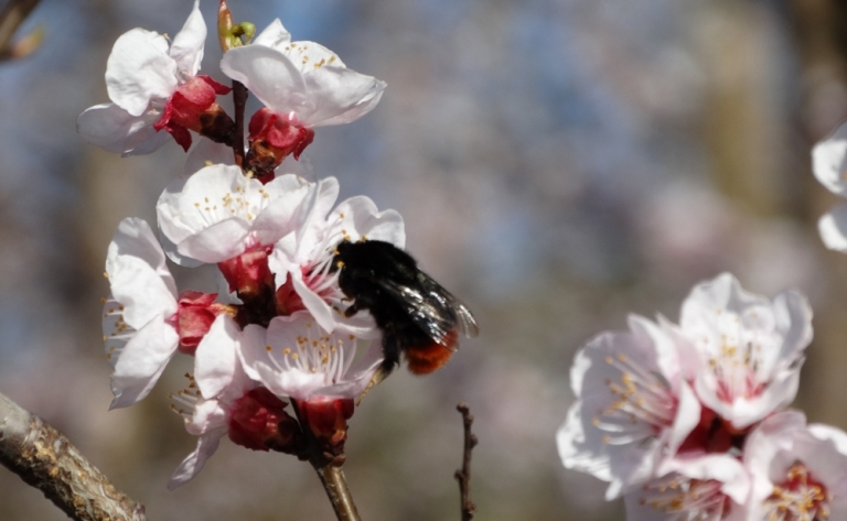 http://www.marillensepp.at/data/image/thumpnail/image.php?image=137/marillensepp_at_article_2739_1.jpg&width=768