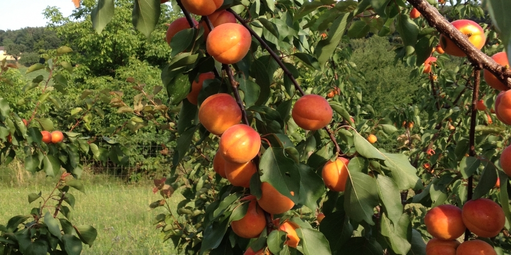 http://www.marillensepp.at/data/image/thumpnail/image.php?image=137/marillensepp_at_article_2740_4.jpg