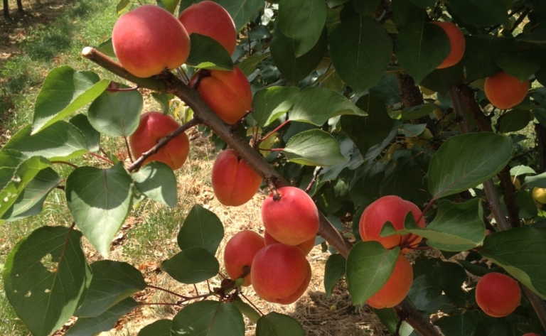 http://www.marillensepp.at/data/image/thumpnail/image.php?image=137/marillensepp_at_article_2741_0.jpg&width=768