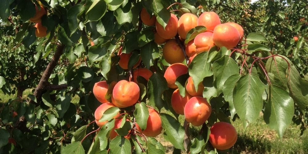http://www.marillensepp.at/data/image/thumpnail/image.php?image=137/marillensepp_at_article_2742_0.jpg
