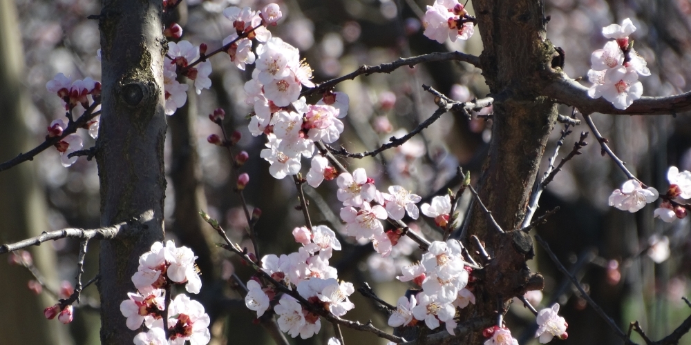 http://www.marillensepp.at/data/image/thumpnail/image.php?image=137/marillensepp_at_article_2742_2.jpg